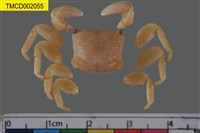 藏品(假相手蟹屬)的圖片